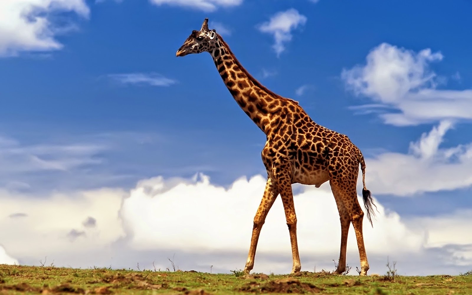 IlRegnodeiFossili La Giraffa è il più alto tra tutte le specie di