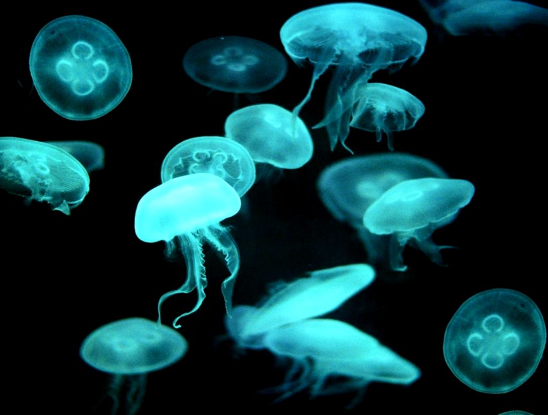 1152x864 Normal Jellyfish 1152x864 Normal Jellyfish