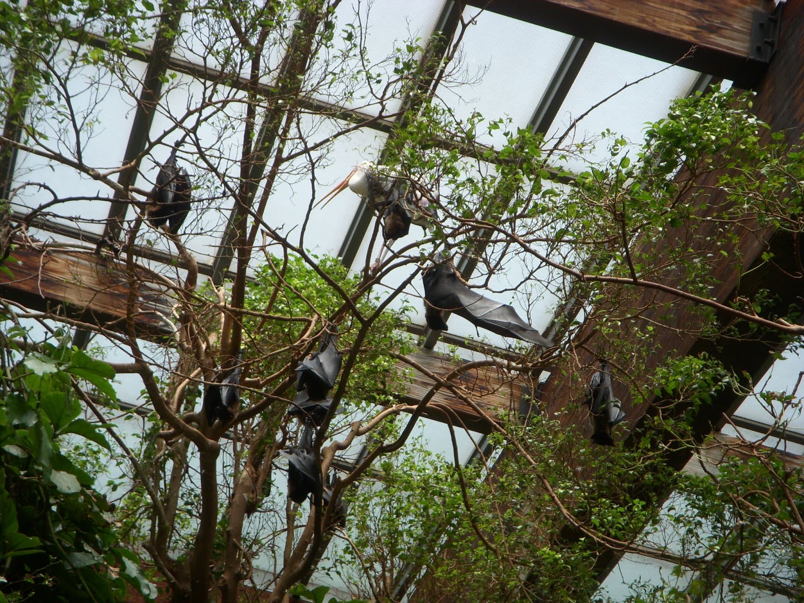 Raptormaniacs Bronx Zoo Part I JungleWorld