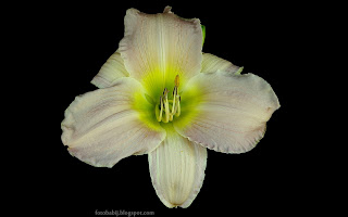 http://fotobabij.blogspot.com/2015/03/liliowiec-pastel-classic-hemerocallis.html