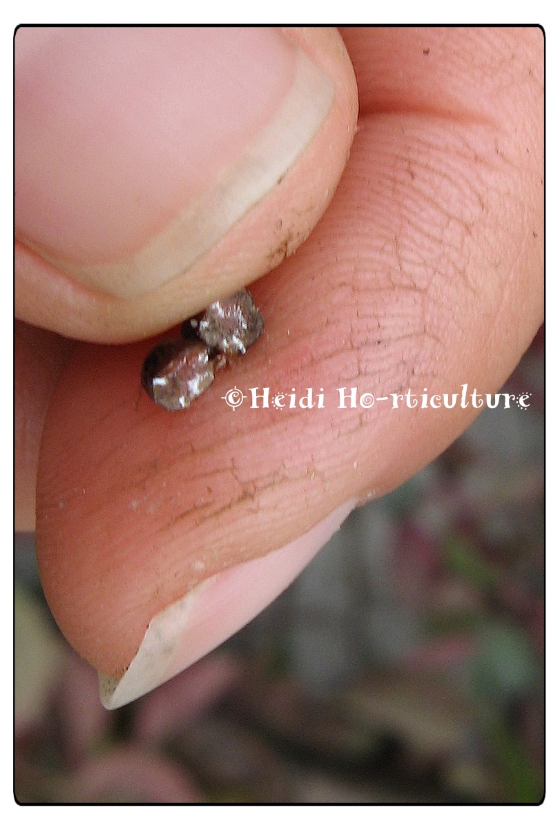 Heidi Horticulture Black Scale On Purple Leaf Sand Cherry Prunus