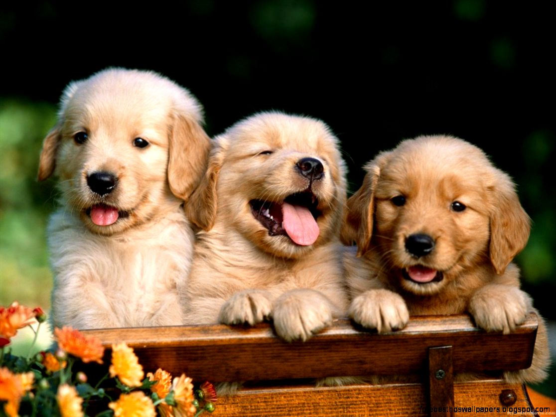 Funny Golden Retriever Puppies Funny Golden Retriever Puppies