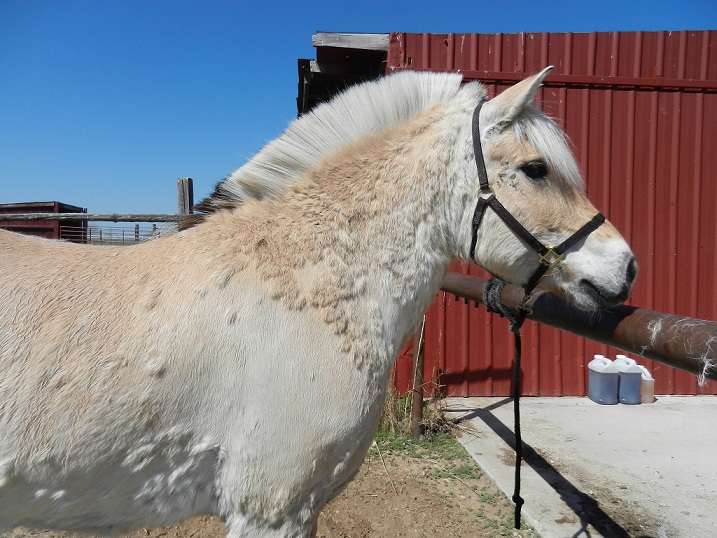 Willows Edge Farm Crisis Time Equine Pemphigus Dermatitis