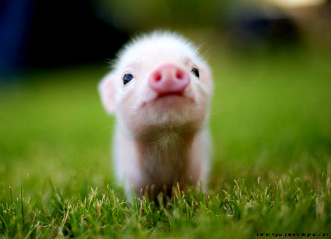 Free Baby Animal Wallpaper Free Baby Animal Wallpaper
