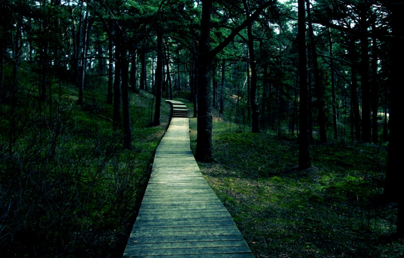 forest Wallpaper Background 23106 forest Wallpaper Background 23106