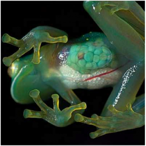 Blog Mas Danang Hewan Hewan Aneh Di Hutan Amazon