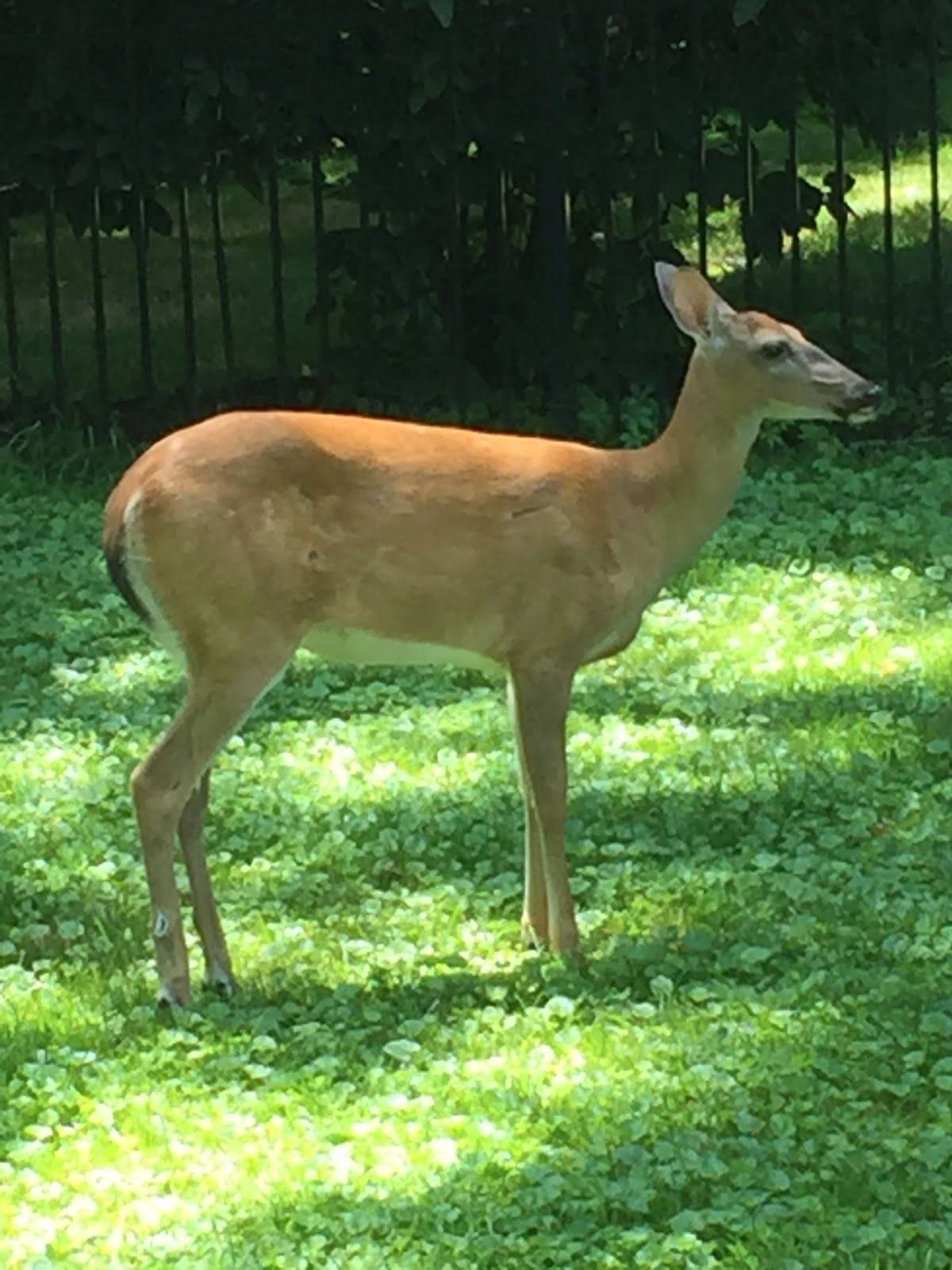 Graduate Grumblings Deer without fear
