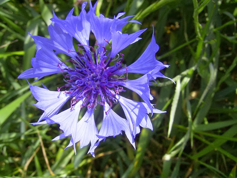 Flower Homes Province Flowers of Sweden