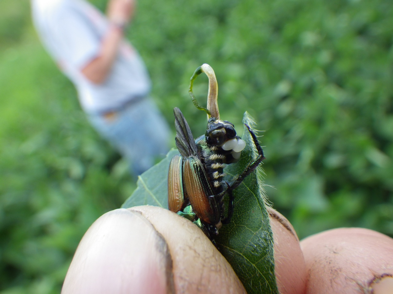 It's a bug's life Learn how to identify Japanese beetle females