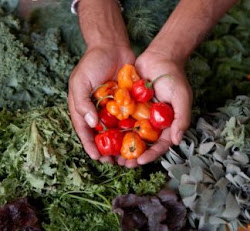 "De la Huerta a la Mesa" - Taller de Huerta Urbana y Alimentación Viva!