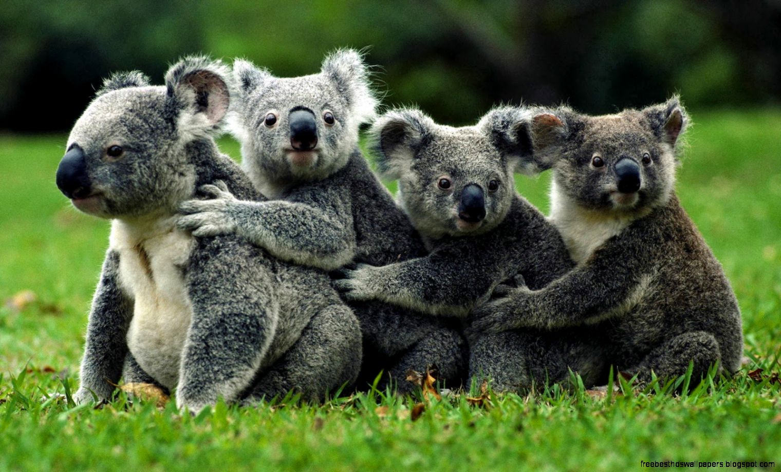 Koalas Koalas