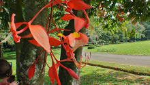 Au Jardin botanique de Kandy