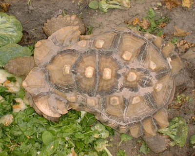 Sulcata Tortoise Growth Chart