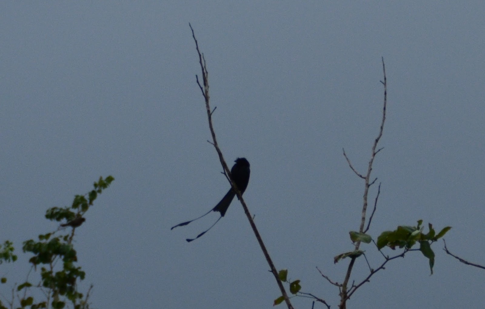 Racket Tailed Drongo