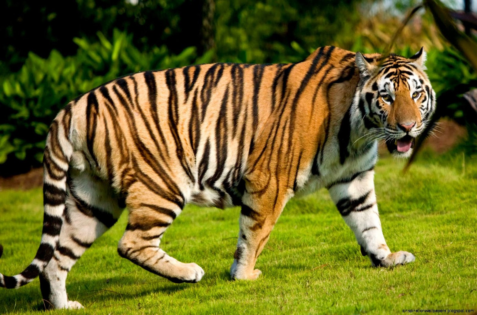 Animal Bengal Tiger Animal Bengal Tiger