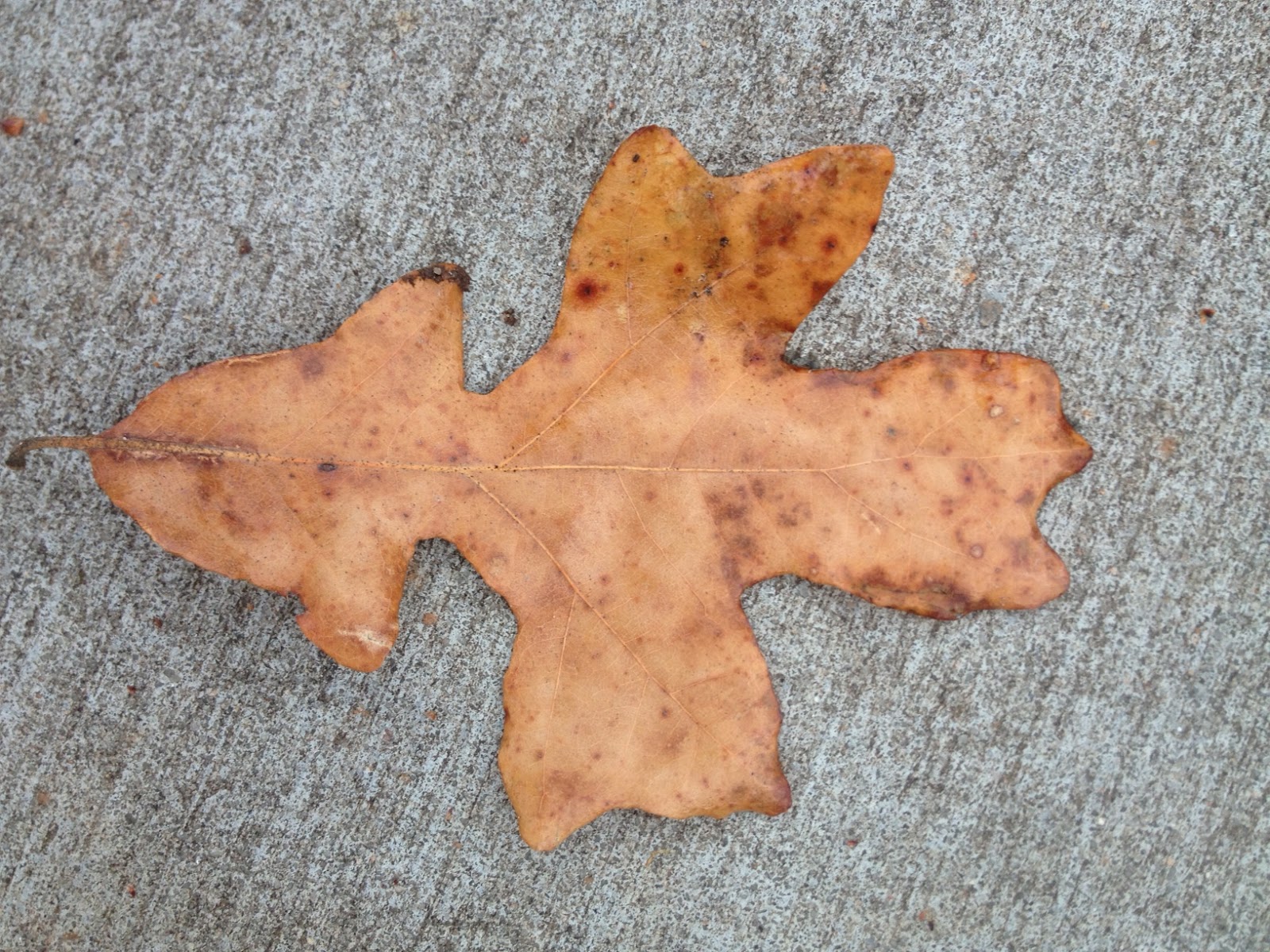 Charlotte, NC Trees Charlotte's Treasure Tree Program On The Hunt To