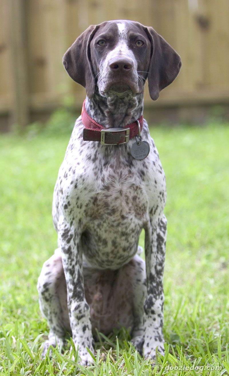 About Dog German Shorthaired Pointer Training Your German