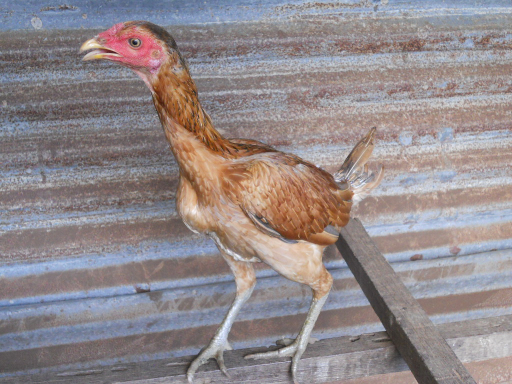 Ayam Pama Kacukan Januari 2016
