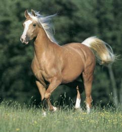 Palomino Horse Head