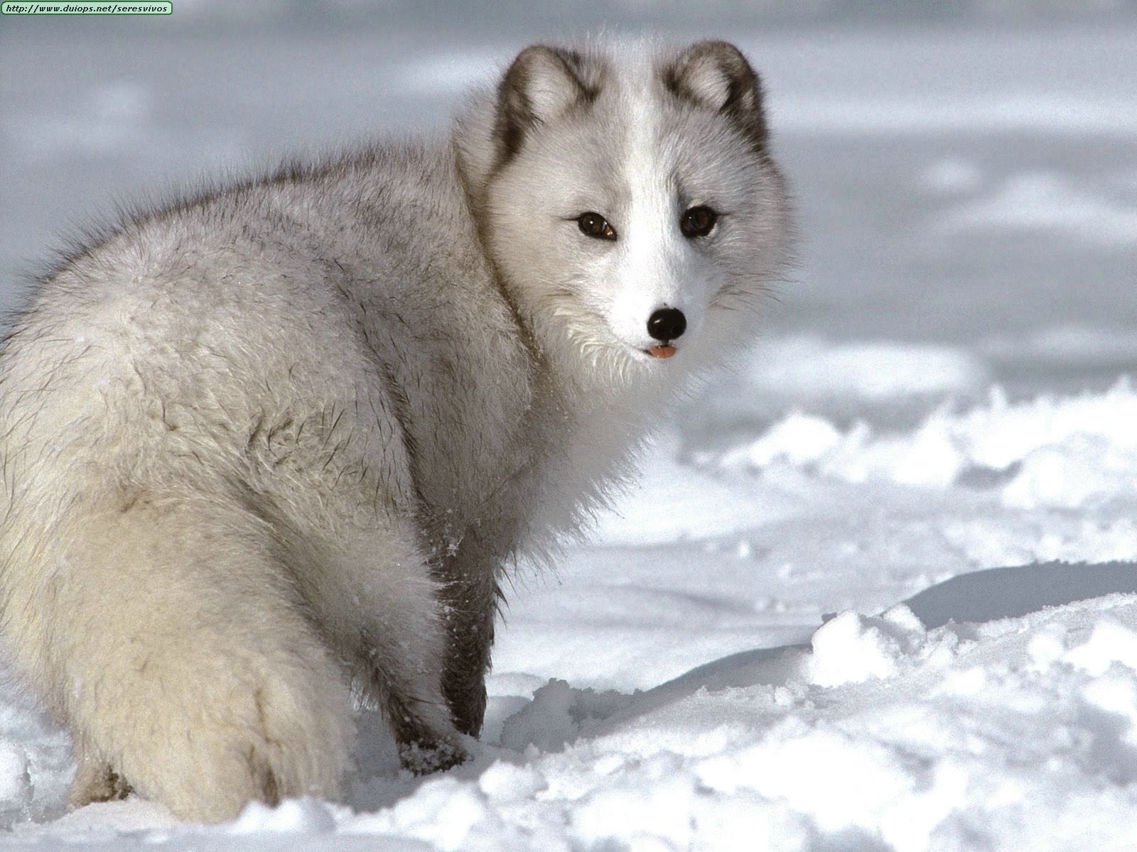 Northern Alaskan Fox