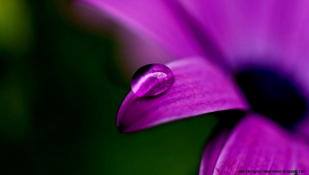 Nature Background Footage Free Obtain HD Images New Nature Background Footage Free Obtain HD Images New