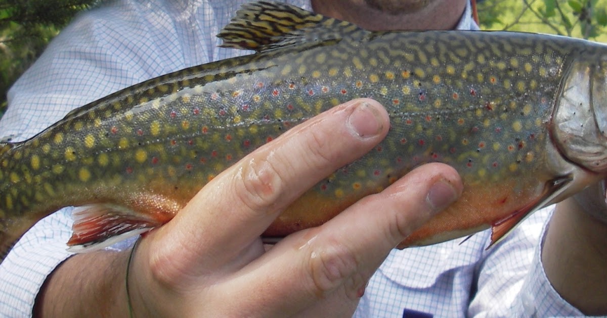 Slab Seeker Fishing Fishing Minnesota Trout Lakes