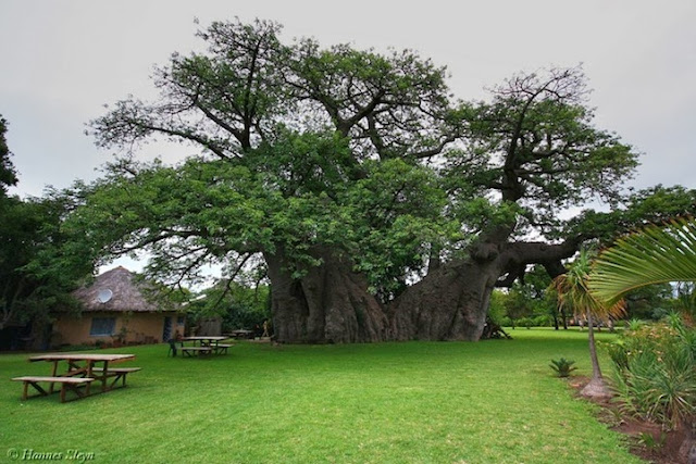 Sunland Baobab - Un bar dentro de un árbol ahuecado