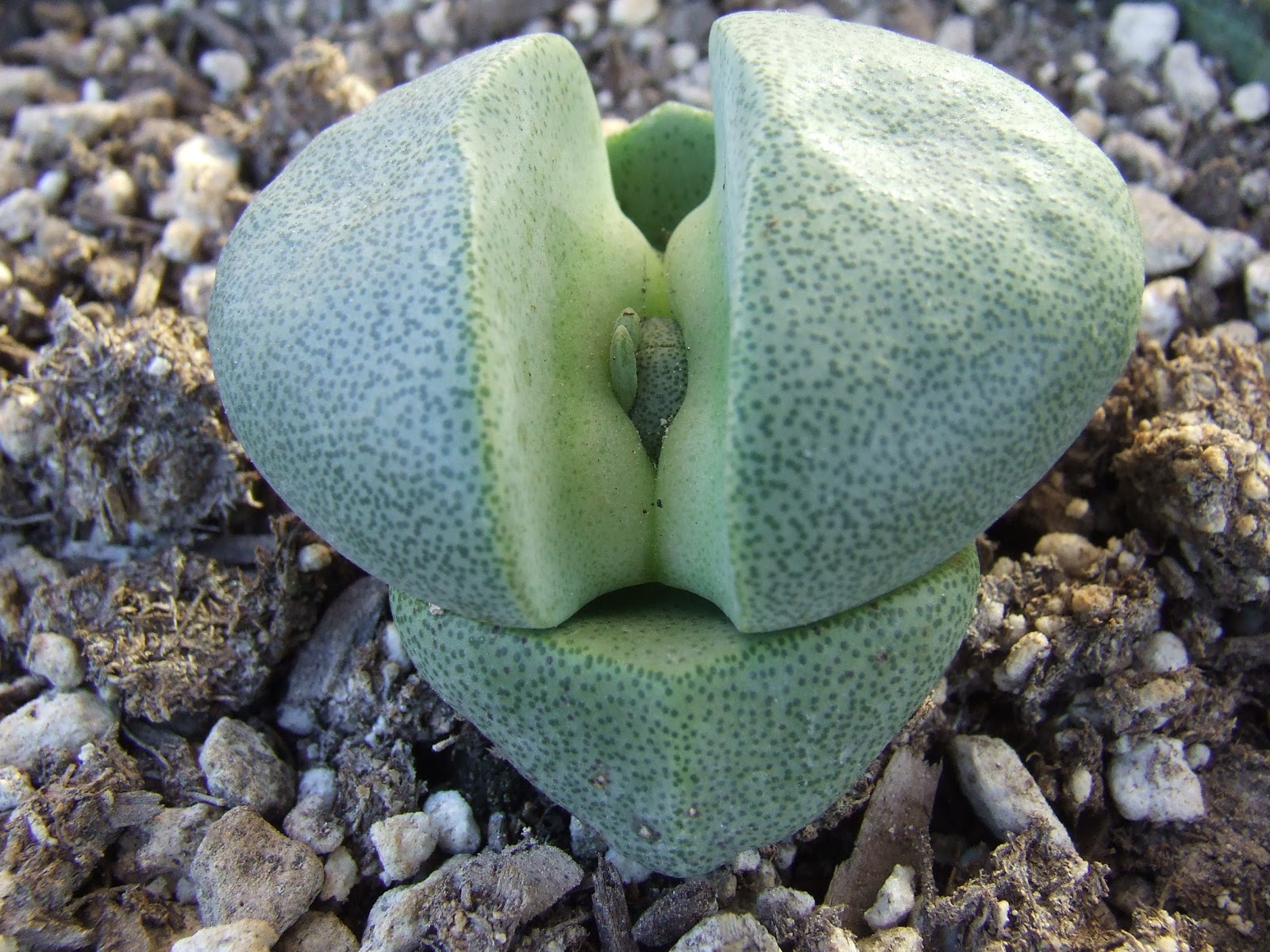 Split rock succulent What�s Growin� On?