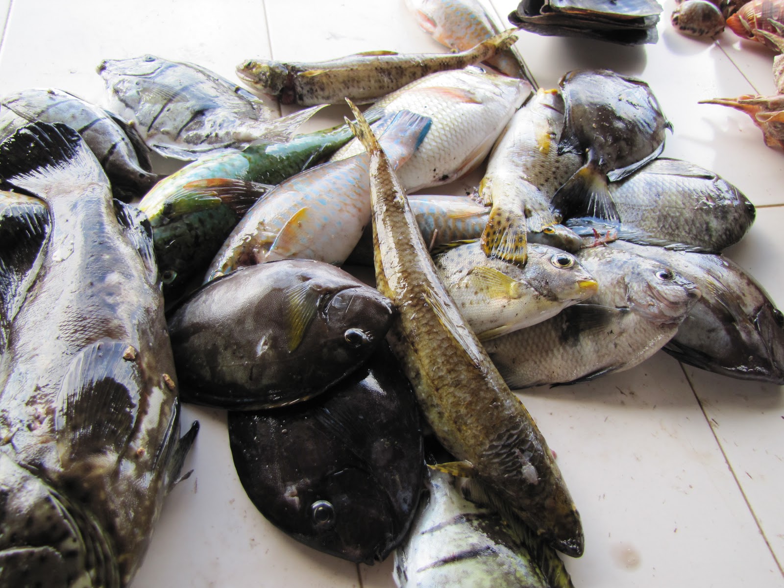 fish-selection-and-feeding.jpg