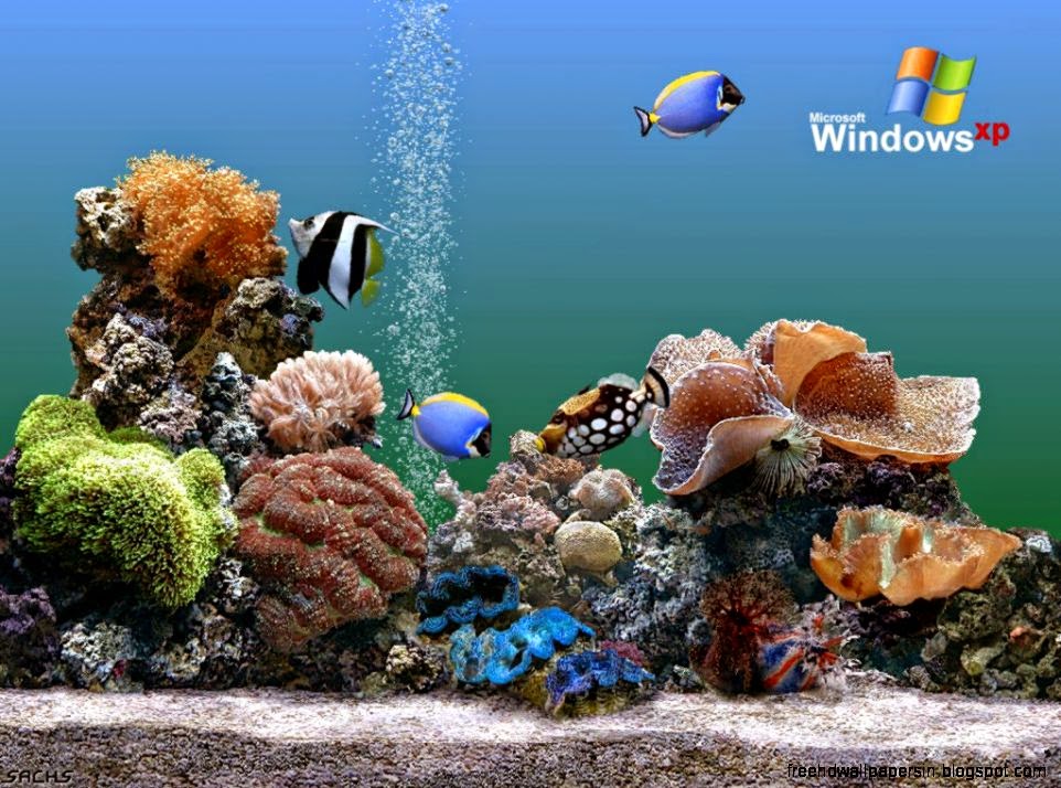 Desktop backgrounds  Computers  Windows XP  Windows aquarium Desktop backgrounds  Computers  Windows XP  Windows aquarium