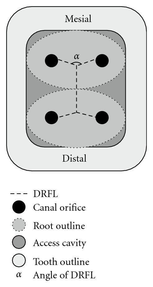 mandibular first molar