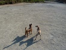 Trixie and Chica check out