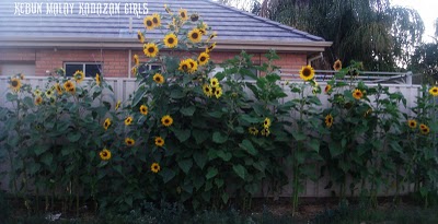 Sunflower Evening Sun