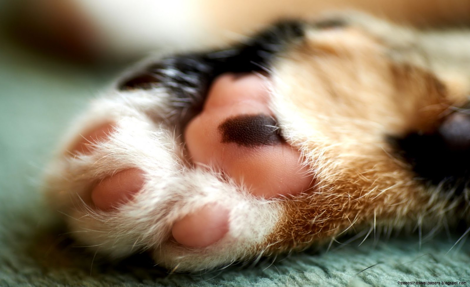 Cute Cat Paws Cute Cat Paws