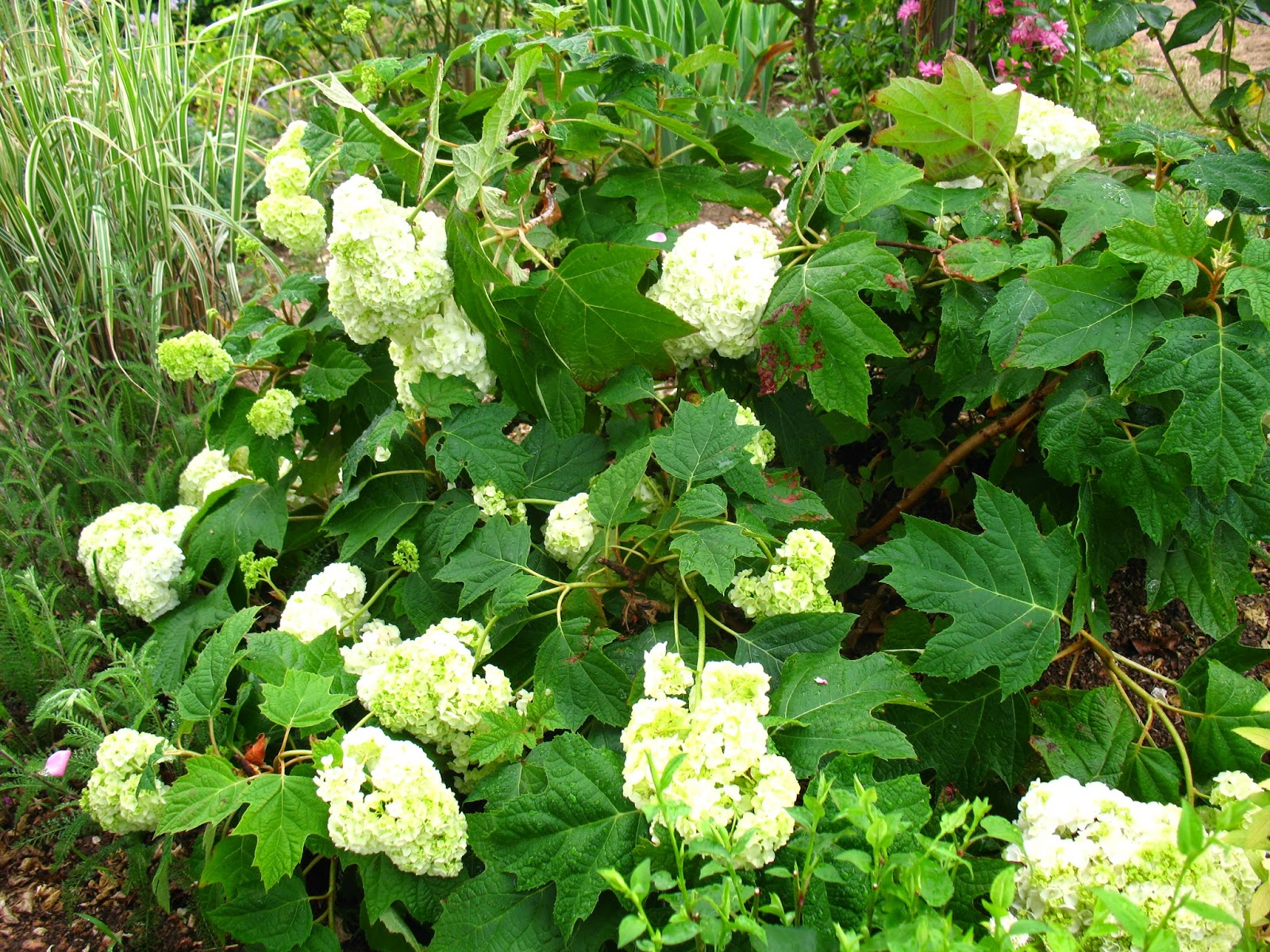 Les Pins Noirs Hydrangea Paniculata Diamant Rouge Rendia Et H