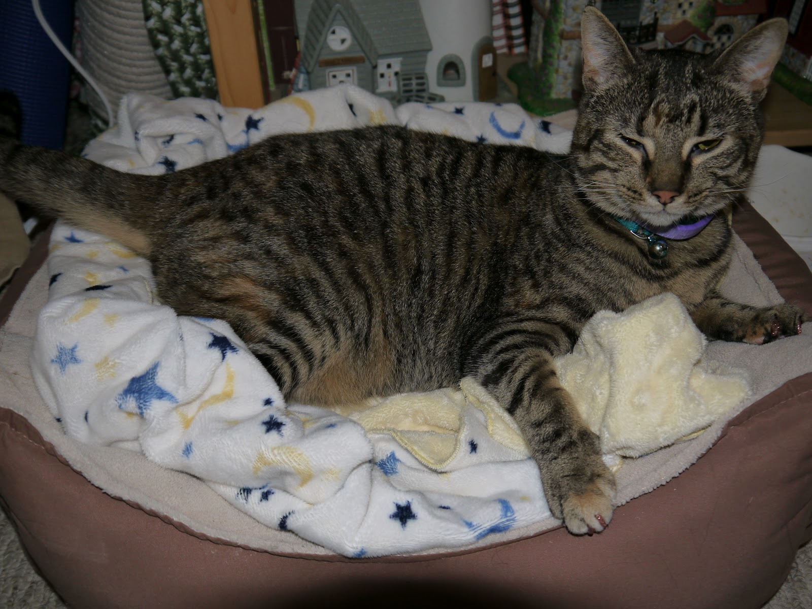 At the Fence Sunbeam Heated Pet Bed Insert