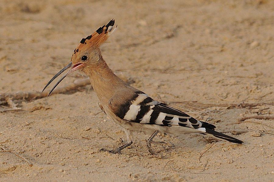 Birds of Saudi Arabia: 06/11