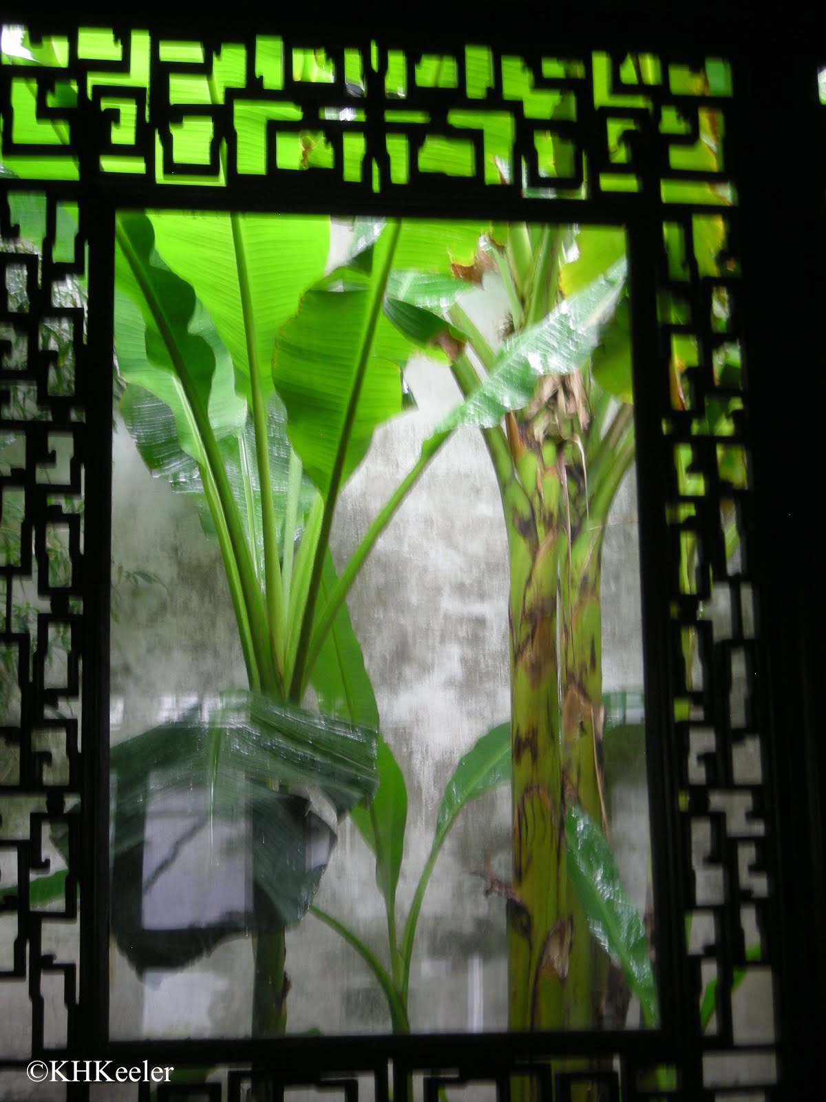 A Wandering Botanist Plant StoryBananas, in China