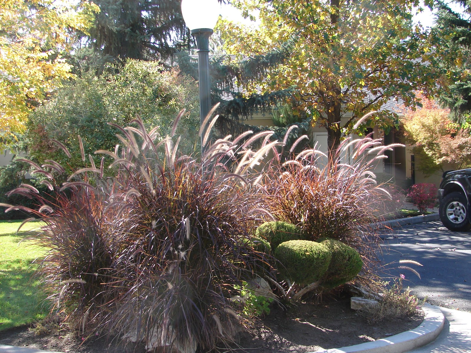 New Utah Gardener Is Purple Fountain Grass A Perennial?