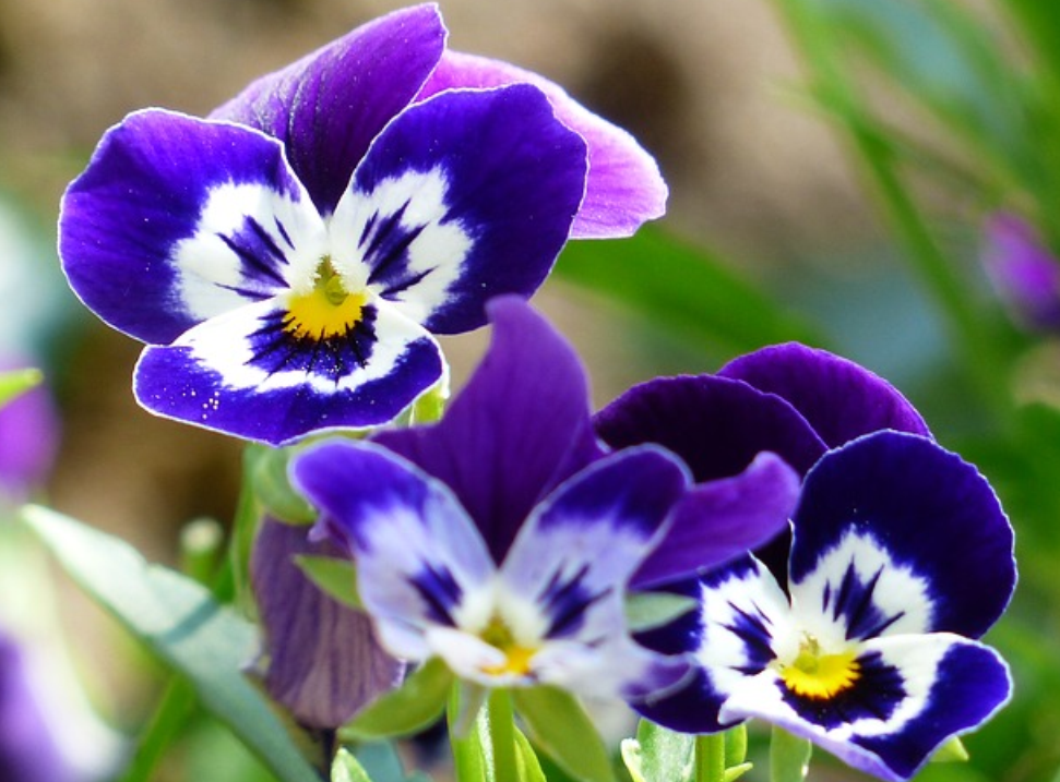 Cool Cool Flowers You May like World Info