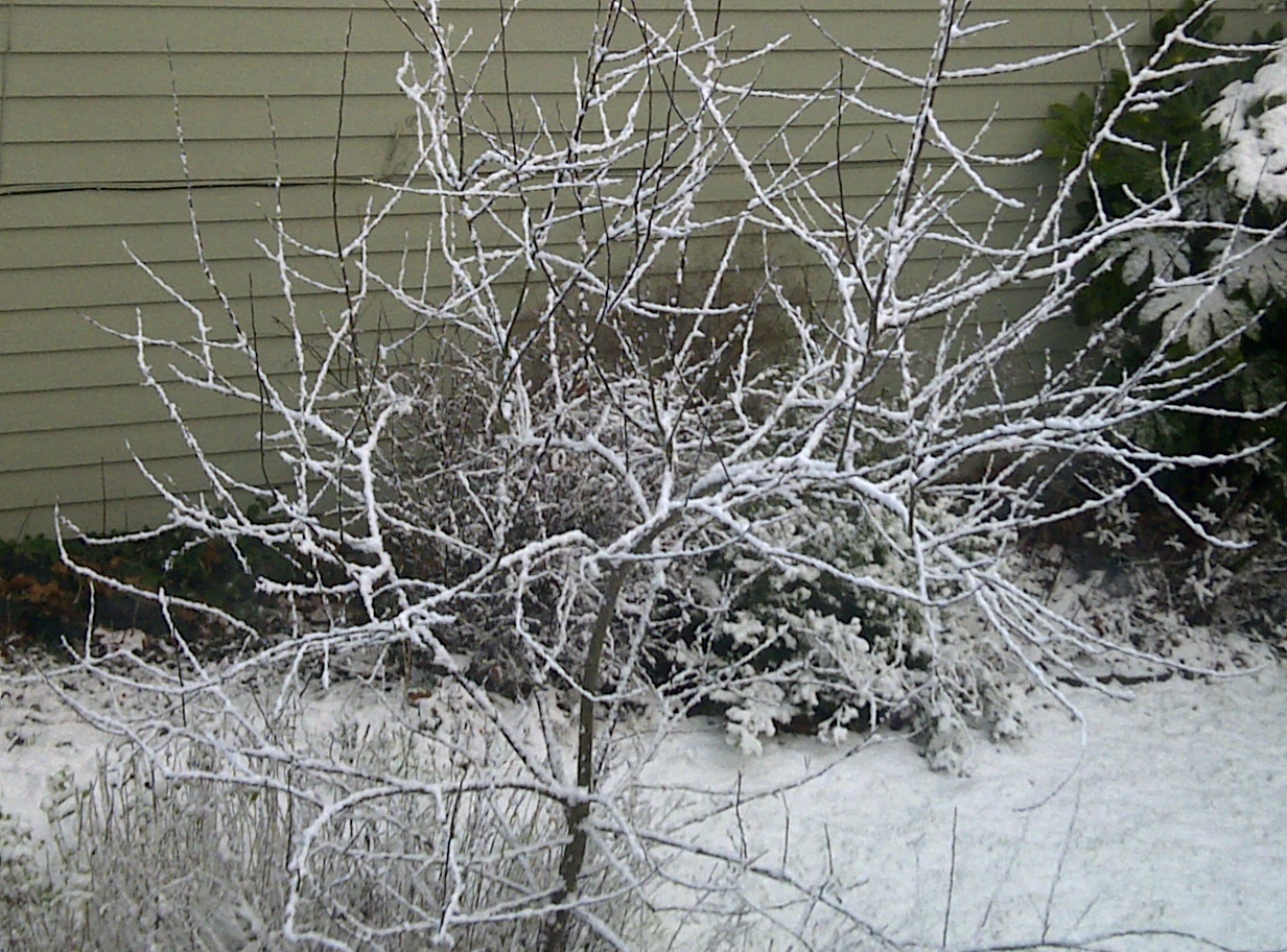 Beyond the snow belt by mary oliver essay 08 image