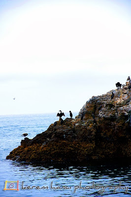 Channel Island Birds Channel Island Birds