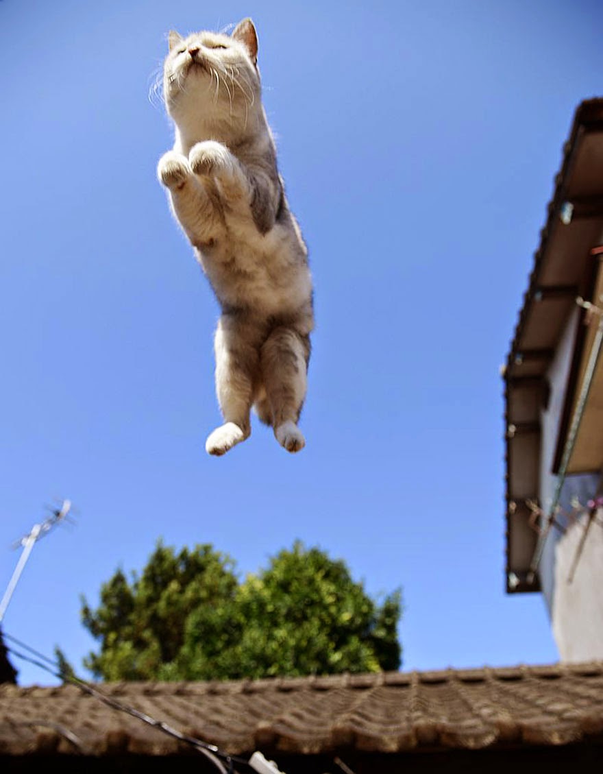 50 Funny Pictures of Cats Jumping free download wallpaper