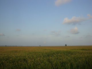 Campo de arroz em final de tarde - Tarragona