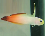 orange firefish goby
