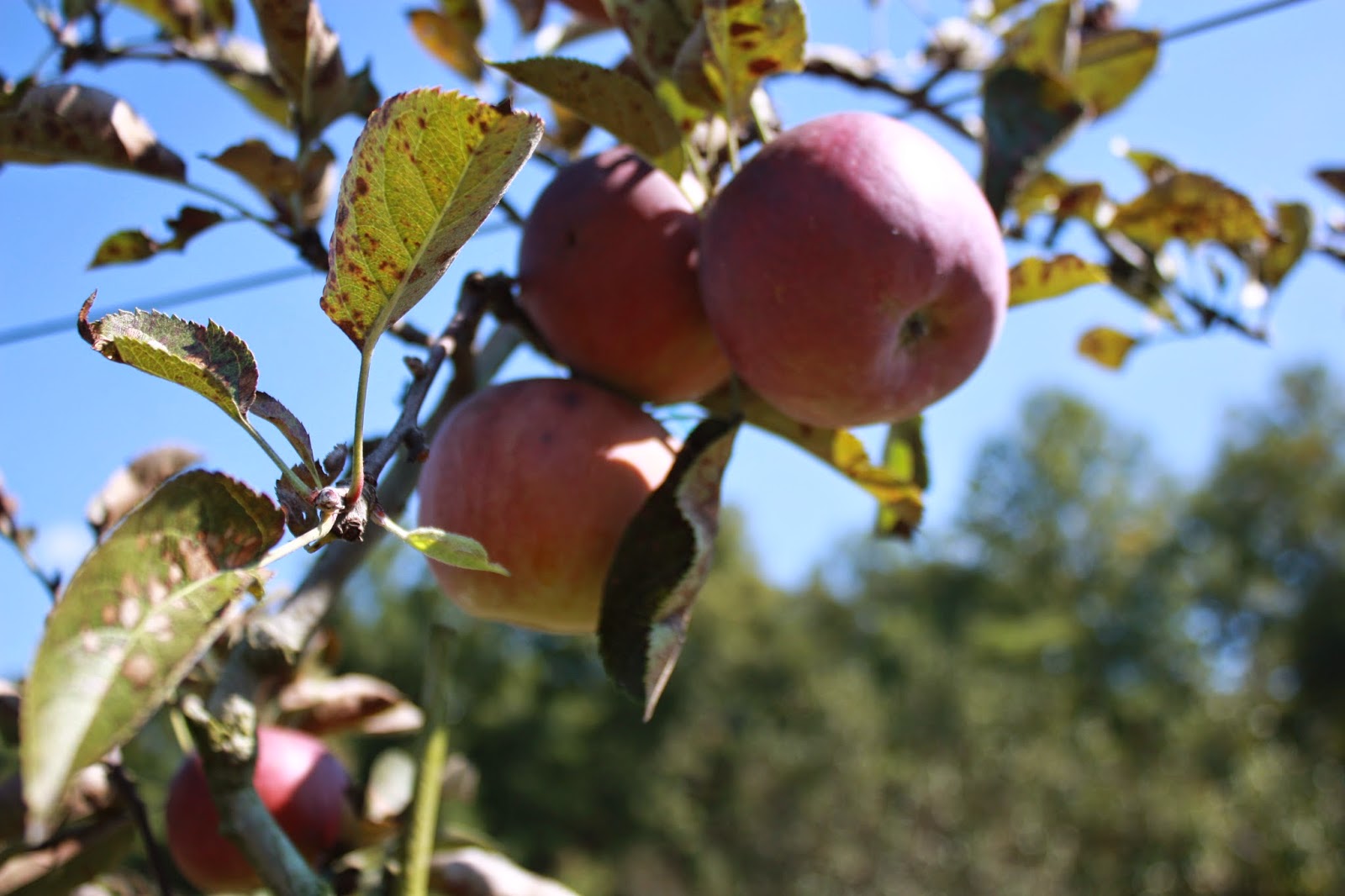 Chow and Chatter Southern Heritage Apple Orchard