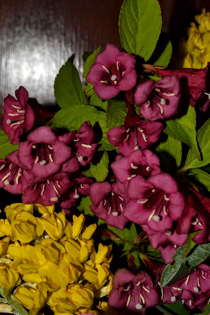 Grandma Pearl S Backporch Weigela Shrubs Hummingbird Magnets