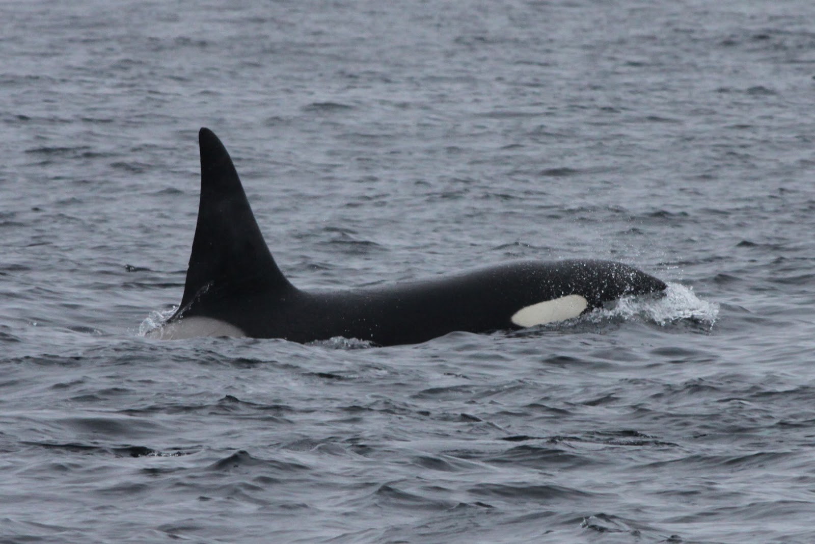 Fair Isle Bird Observatory the Warden's diary June 2013