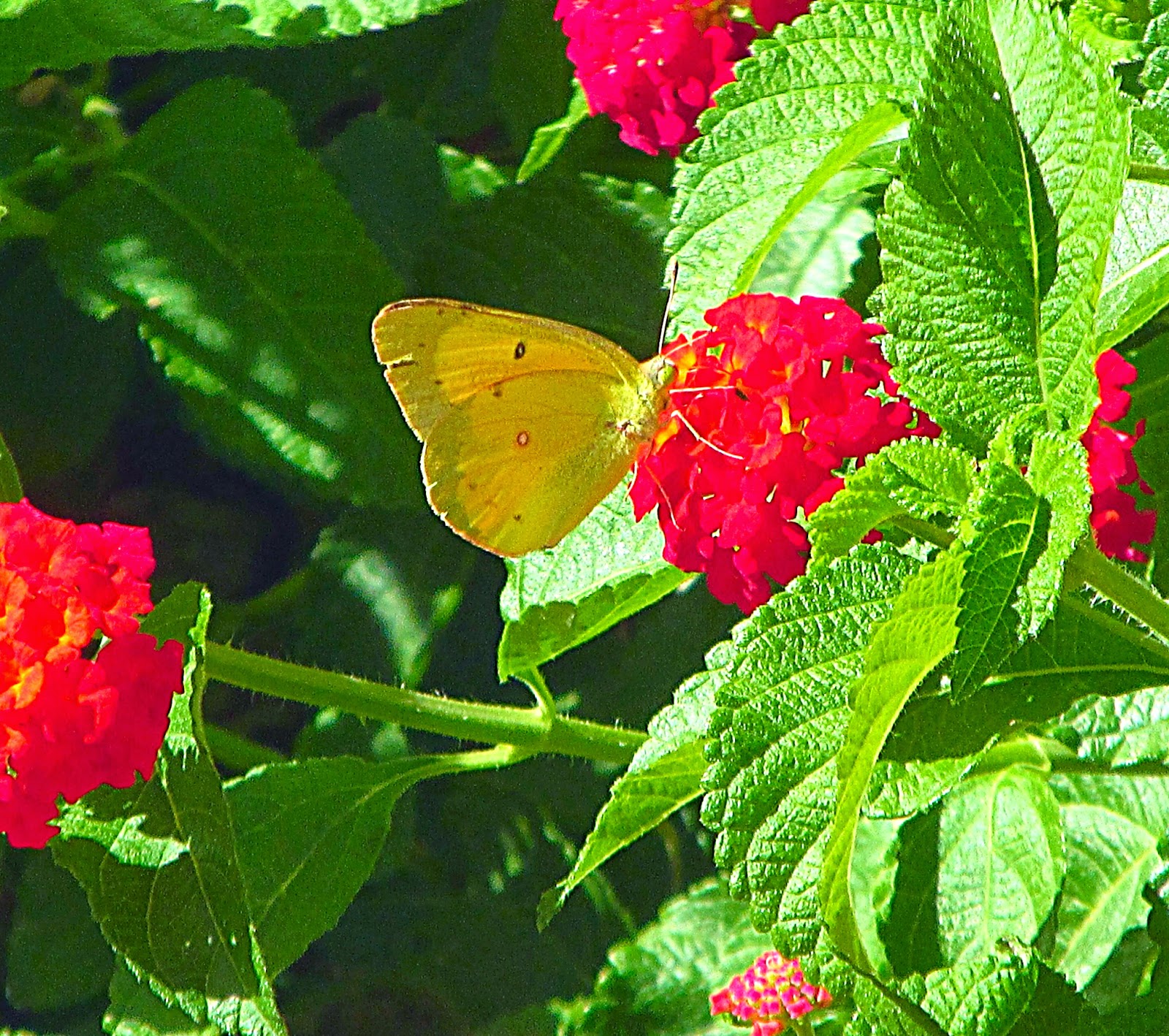 Hummingbirds In Las Vegas Hummingbirds at flowers and feeders in Las
