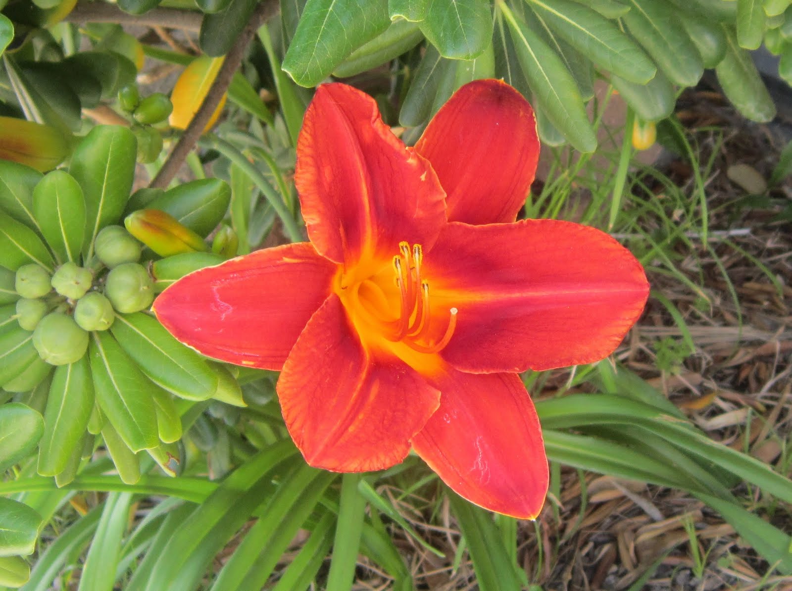 Flowers and Musings Lilies of the Field